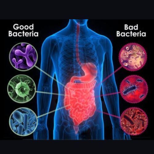 Daily Probiotic 3 Daily Probiotic - Image 3