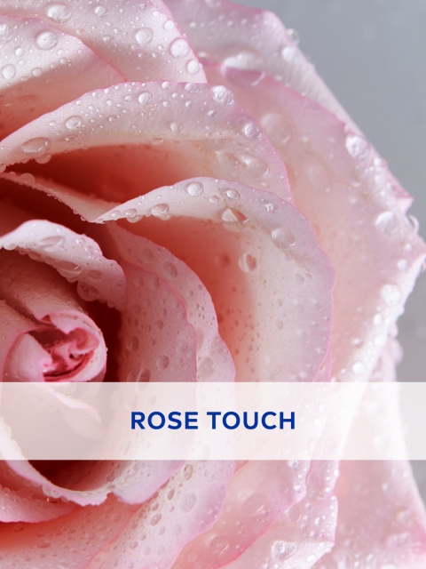 Nivea Soft Rose Caring Lip Balm 6 Nivea Soft Rose Caring Lip Balm