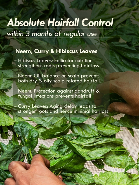 Nat Habit TriLeaf Summer Dasabuti Hair Oil for Hair Fall Control & Growth - 200ml 5 Nat Habit TriLeaf Summer Dasabuti Hair Oil for Hair Fall Control & Growth - 200ml