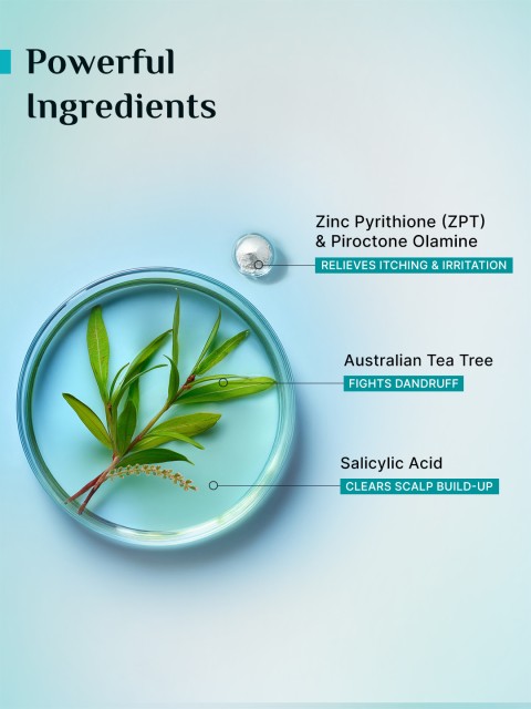 Pilgrim Australian Tea Tree Anti-Dandruff Shampoo With Salicylic Acid- 200 ml 6 Pilgrim Australian Tea Tree Anti-Dandruff Shampoo With Salicylic Acid- 200 ml